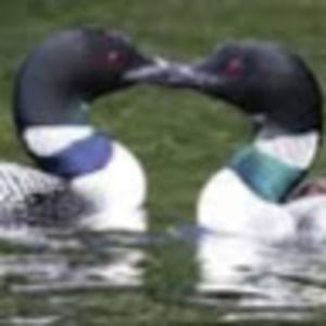 Meet your Posher, Helen